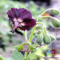 Taff's Jester Geranium Seeds - 25+ Pack - Colorful Garden Planting - Pelargonium x hortorum - USA