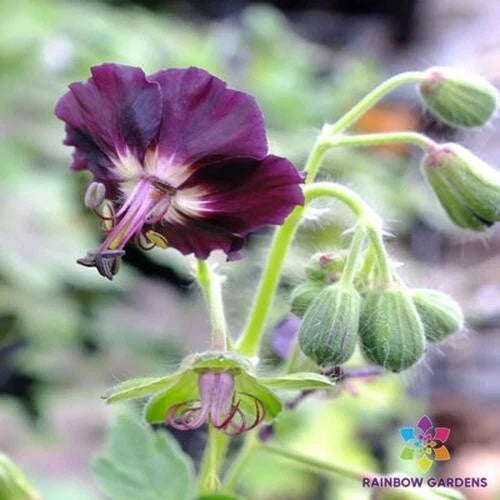 Taff's Jester Geranium Seeds - 25+ Pack - Colorful Garden Planting - Pelargonium x hortorum - USA