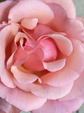 Heirloom Apricot Rose Cuttings * Six Stems * Fragrant Blooms * Rosa spp.