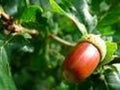 Red Oak Tree Seeds - 10 Pack - Quercus rubra - Native American Hardwood for Planting