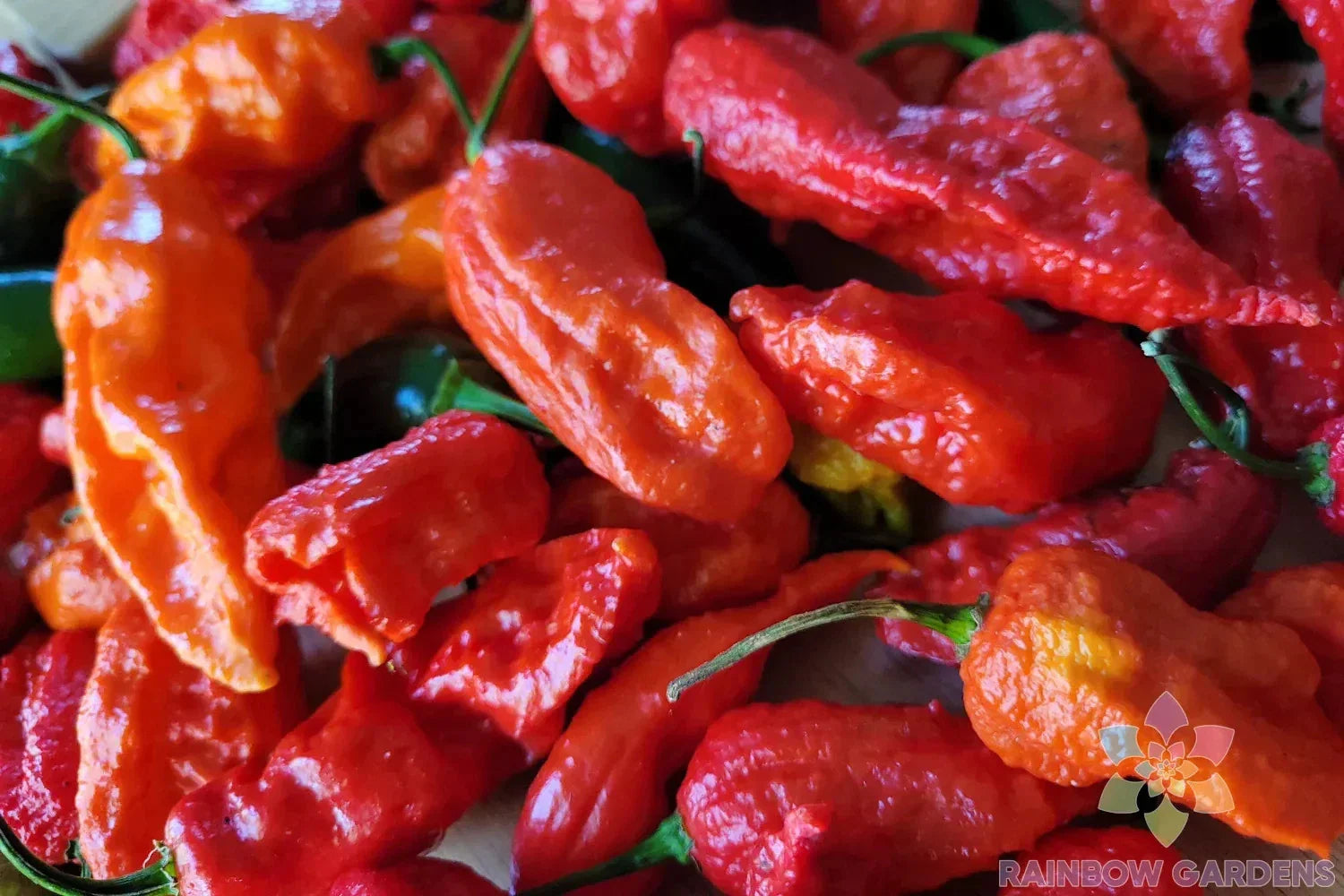 Ghost Hot Pepper Seeds - 25+ Pack - Capsicum chinense - Ideal for Garden Planting, USA Grown, Fresh Seeds