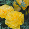 California Poppy Seeds - Double Yellow - Eschscholzia californica - 25 Seeds for Garden Planting