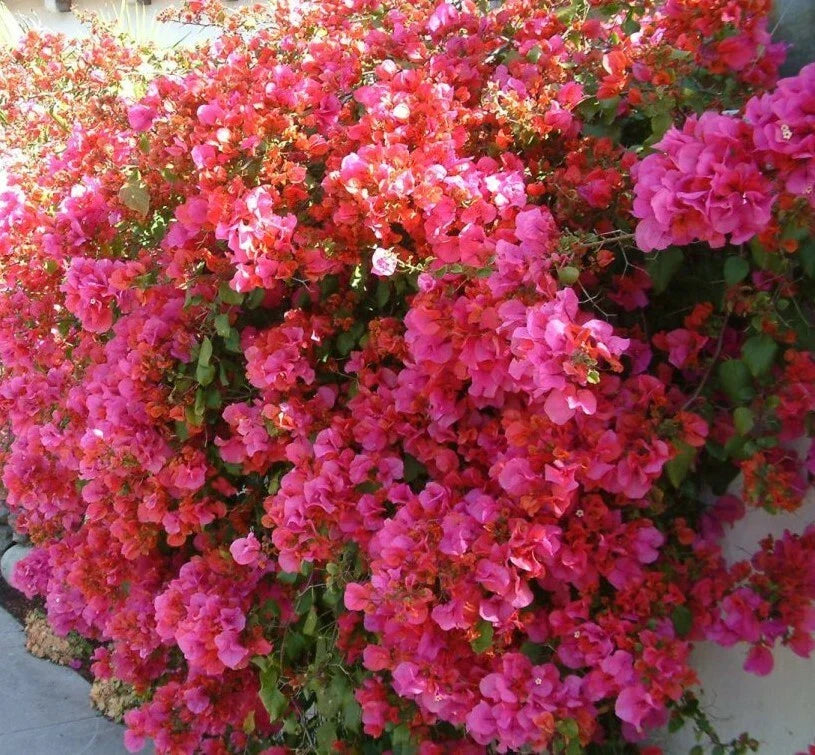 Bougainvillea Starter Plant - Barbara Karst - Well Rooted - Bare Root Plug - Bougainvillea spp.