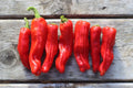 Fresh Heirloom Golden Greek Pepperoncini Pepper Seeds - 25 Pack - Capsicum annuum