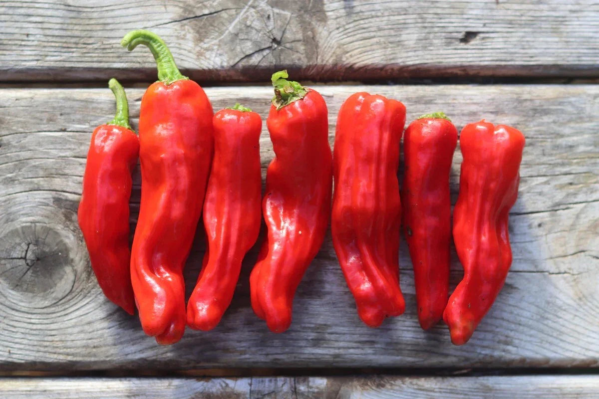 Fresh Heirloom Golden Greek Pepperoncini Pepper Seeds - 25 Pack - Capsicum annuum