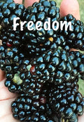Live Thornless Blackberry Plants - 2 PRIME ARK FREEDOM, Cold Hardy, Produces 2 Crops - Rubus fruticosus