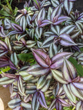 Tradescantia Zebrina Cuttings - Wandering Jew Plant - Easy Care Houseplant, Freezes at 35°F & Below
