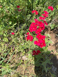 Red Scarlet Phlox Seeds - 500+ Count - Attracts Bees and Butterflies - Phlox Drummondii