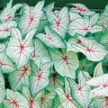 Coleus Seeds Pack - 25+ Green White Red Varieties - Ideal for Garden Planting - Free Shipping in USA