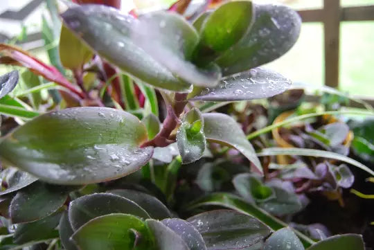 Pale Puma Fuzzy Wandering Jewel Plant Setcreasea Pallida - Color Changing, Indoor Houseplant, Easy Care, Purple Foliage