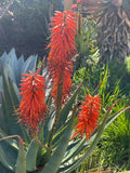 Aloe x Principis RAW Cuttings for 1g Pot - Succulent Plant, Indoor/Outdoor, Low Maintenance Aloe Variety