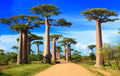 African Baobab Bonsai Tree Seeds - 5 Seeds - Adansonia digitata - Highly Prized for Bonsai Cultivation and Gardening
