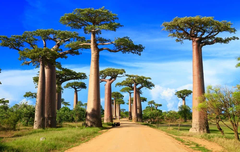 African Baobab Bonsai Tree Seeds - 5 Seeds - Adansonia digitata - Highly Prized for Bonsai Cultivation and Gardening