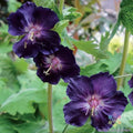 Raven Geranium Seeds - 25+ Count - Ideal for Garden Planting - Pelargonium 'Raven' - USA