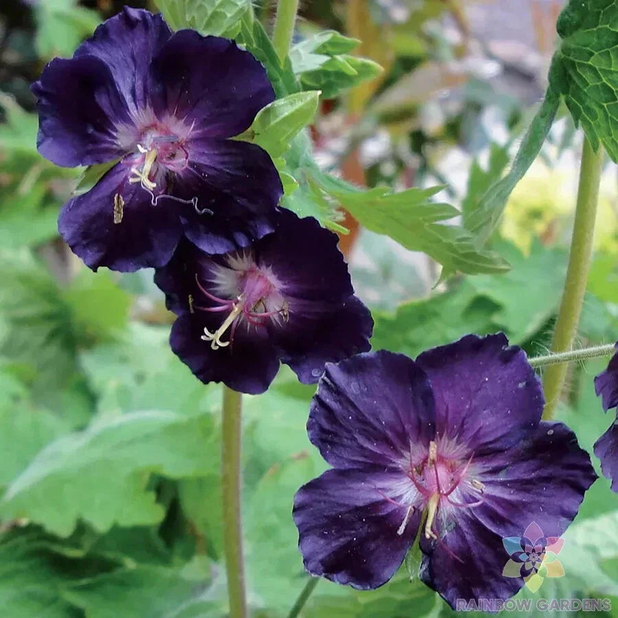 Raven Geranium Seeds - 25+ Count - Ideal for Garden Planting - Pelargonium 'Raven' - USA