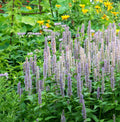 Giant Lavender Blue Hyssop Seeds - Agastache Perennial for Bees & Hummingbirds - 200 Seeds