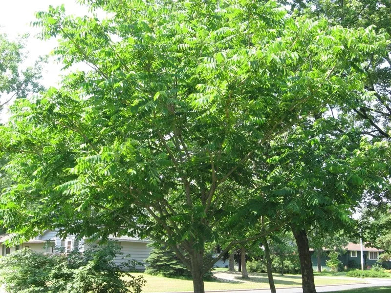 Mixed Hickory Starter Tree Live Plant 8-12 Inches - Carya spp.