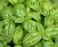 Sweet Basil Seeds - 200+ Count - Sweet Italian Basil Tukmaria Tulsi - Ocimum basilicum - USA Grown