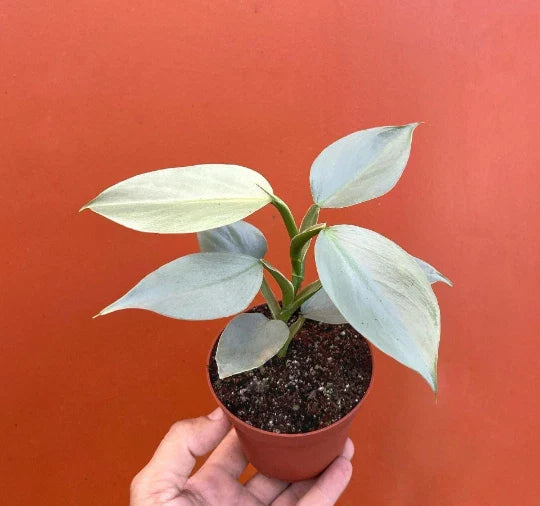 Silver Sword Philodendron Plant in 4” Pot | Live Houseplant with Air Roots & Multiple Nodes | Philodendron hastatum