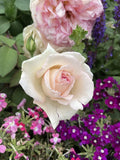 Pink Enchantment Rose Cuttings 3 Unrooted Fresh Cuttings 6” Long Rosa 'Pink Enchantment'