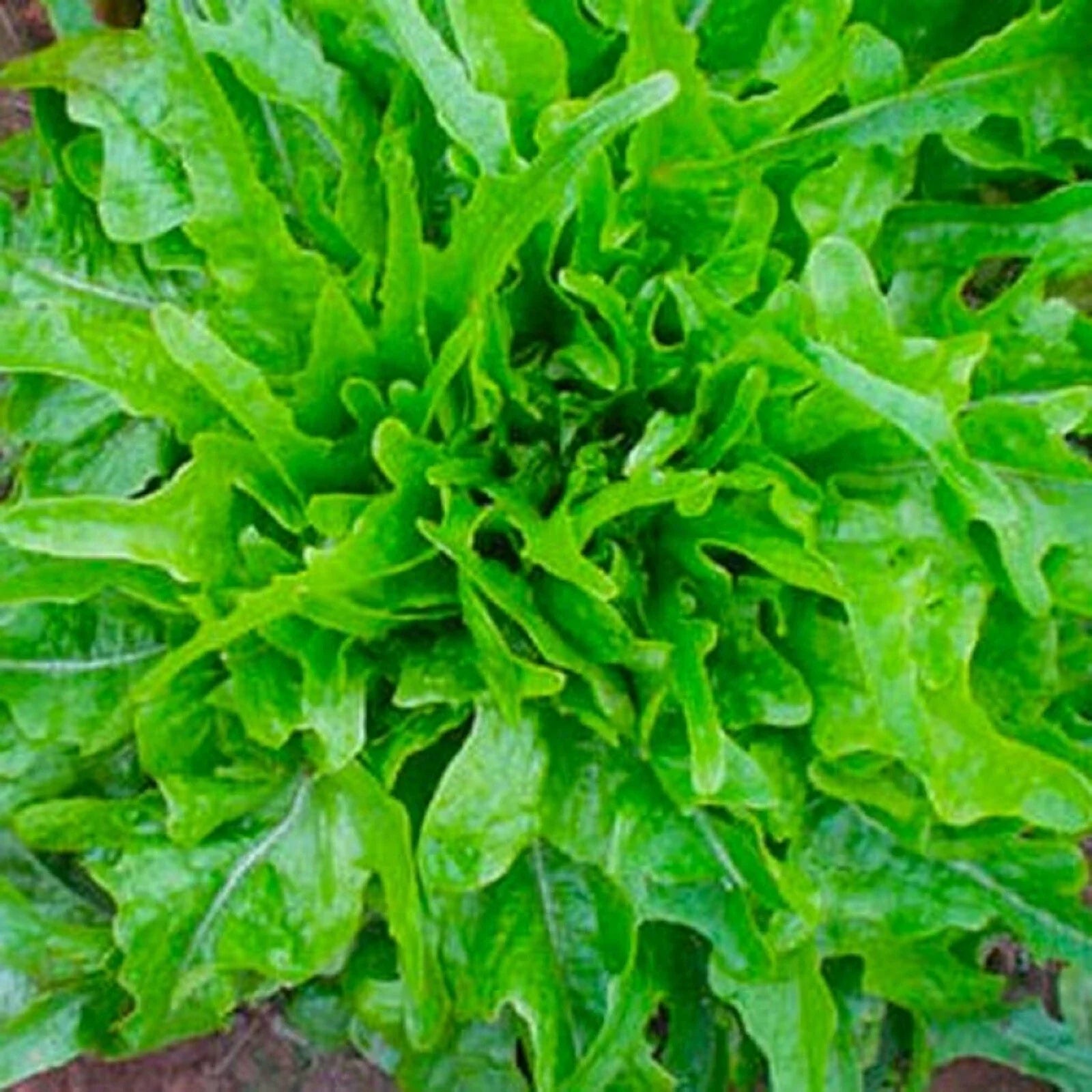 Royal Oakleaf Lettuce Seeds 500+ Non-GMO Heirloom Seeds for Garden Planting - Lactuca sativa