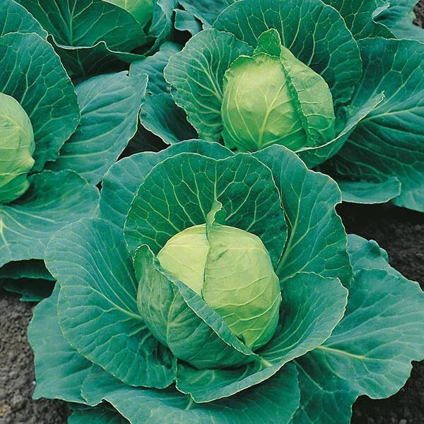 Cabbage Seeds 4000+ Heirloom Golden Acre NON-GMO Fresh Brassica oleracea