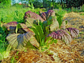 Red Giant Mustard Seeds - Organic Heirloom Greens for Container Vegetable Garden - Brassica juncea