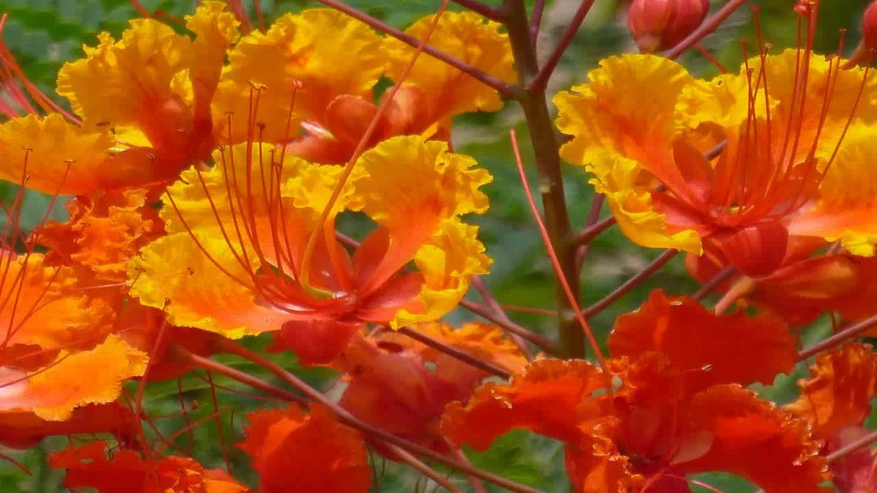 Red Bird of Paradise Seeds - 12 Barbados Flower Seeds - Caesalpinia Pulcherrima - Vibrant Tropical Colors