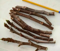 Fig Tree Cuttings 3 Pack, Malta Black, Sweet Delicious, Cold Hardy, Ficus carica, Zone 6-11, Approximately 6 Inches
