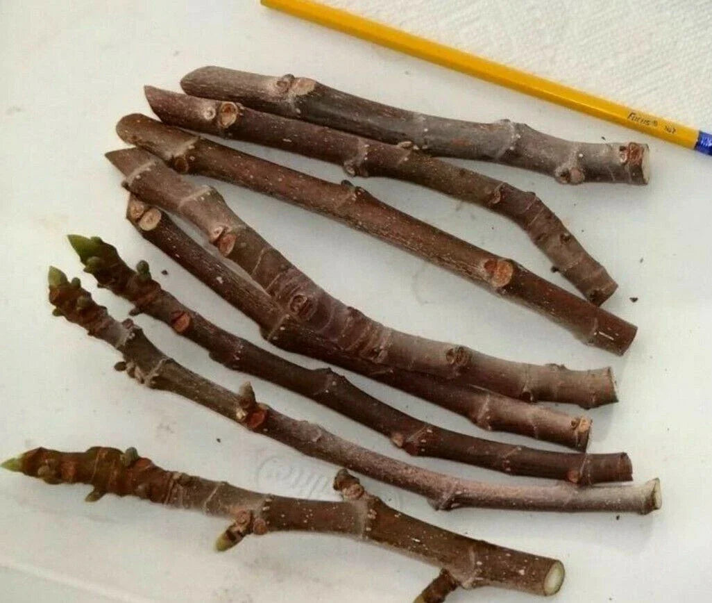 Fig Tree Cuttings 3 Pack, Malta Black, Sweet Delicious, Cold Hardy, Ficus carica, Zone 6-11, Approximately 6 Inches