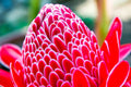 Red Torch Ginger Seeds - 10 Seeds - Etlingera elatior - Hard to Find - Ships from Iowa, USA