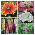 SunnySide Up Perennial Collection Live Starter Plants, 5 Baby Plugs, Yarrow, Echinacea, Lupine, Artemisia, Gaillardia