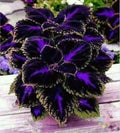 Coleus Seeds - 25+ Black Purple Variety - Perfect for Garden Planting - Solenostemon scutellarioides