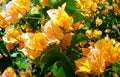 Rare Bougainvillea Plant - California Gold - Small Well Rooted Starter - Bougainvillea spp.