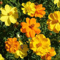 Sulphur Carpet Mix Cosmos Seeds - 200+ Pack for Garden Planting - USA Grown - Free Shipping!