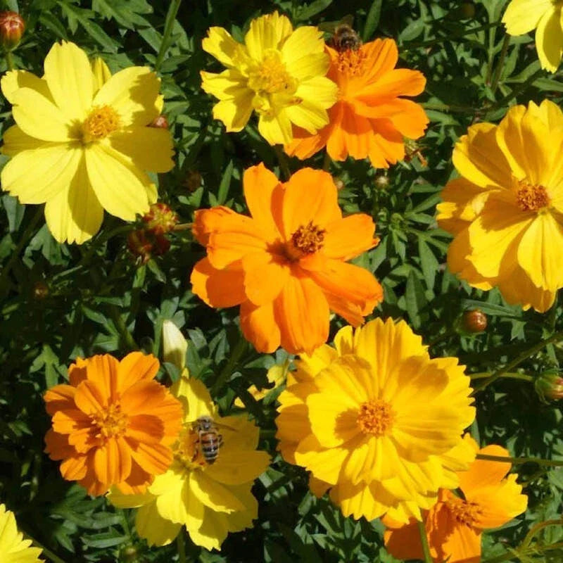 Sulphur Carpet Mix Cosmos Seeds - 200+ Pack for Garden Planting - USA Grown - Free Shipping!