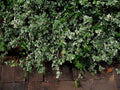 Variegated Wintercreeper Euonymus Fortunei 'Variegatus' 6 Starter Plants Perennial Evergreen Ground Cover Vine
