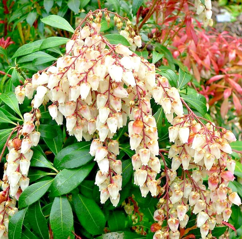 Unrooted Cuttings of Pieris Japonica, Japanese Andromeda Bush - 5 Fresh Thin Cuttings for Propagation