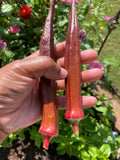 500+ Red Burgundy Okra Seeds - Non-GMO Heirloom - Fresh Organic Seeds - Abelmoschus esculentus