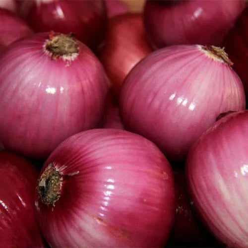 Red Grano Onion Seeds 200+ Mild Short Day Heirloom Vegetable Seeds Allium cepa USA Free Shipping