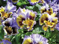 Pansy Seeds 50 Count | Frizzle Sizzle Yellow Blue Swirl | Flower Seeds | Viola tricolor