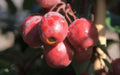 Red Obelisk Crabapple Seeds - 25+ Seeds for Garden Planting - Malus 'Red Obelisk' - USA