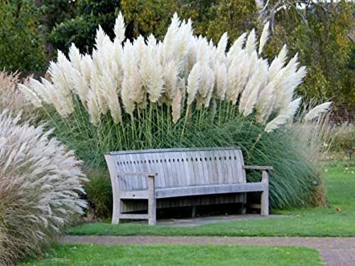 Giant White Pampas Grass Seeds - 1,000 Seeds - Cortaderia selloana - Ships from Iowa, Made in USA