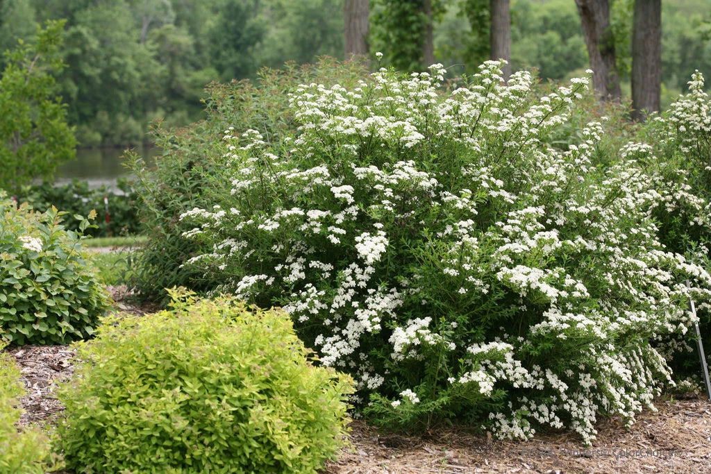 White Wedding Cake Spirea Cuttings Set of 10 Unrooted 6-8 Inches - Spiraea x vanhouttei - Perfect for Landscaping and Gardens