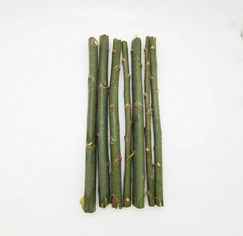 Austree Hybrid Willow Tree Cuttings 33 Pack Fast Growing Aussie Direct Planting Salix x sepulcralis