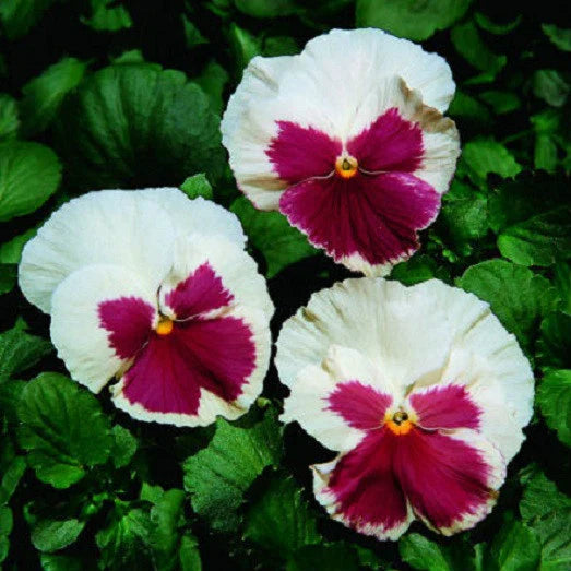 Pansy Seeds - 50 Pack - Faces Blush White Variety - Viola tricolor