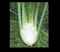 Florence Fennel Seeds - Anise Aroma Hardy Perennial Herb - Licorice Flavor - Foeniculum vulgare dulce