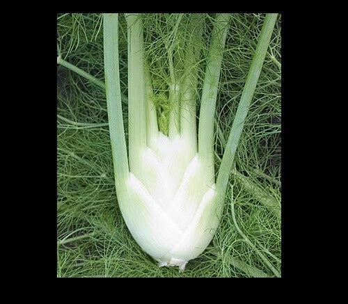 Florence Fennel Seeds - Anise Aroma Hardy Perennial Herb - Licorice Flavor - Foeniculum vulgare dulce