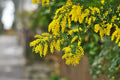 Acacia Golden Wattle Tree Seeds - Fresh 30 Seeds for 2025 - Acacia pycnantha