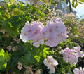 Trailing Ivy Geranium Cuttings 2x6" White Pink Pelargonium Peltatum Live Plant